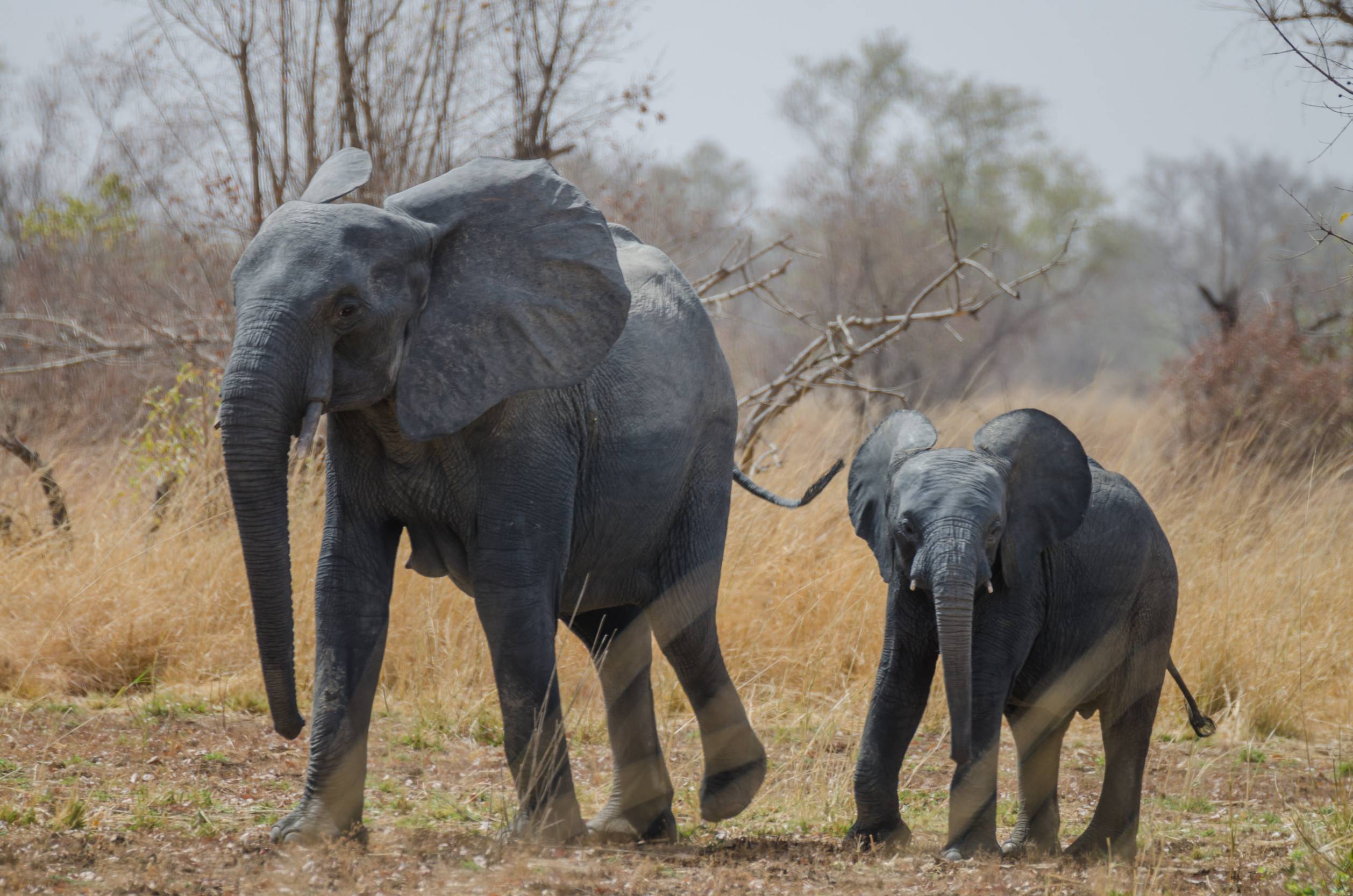 Pendjari National Park